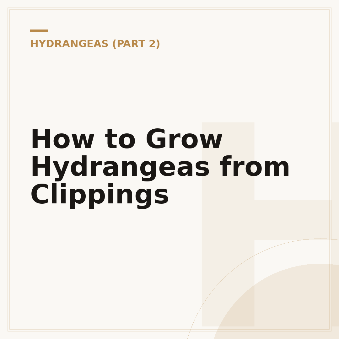 How to Grow Hydrangeas from Clippings