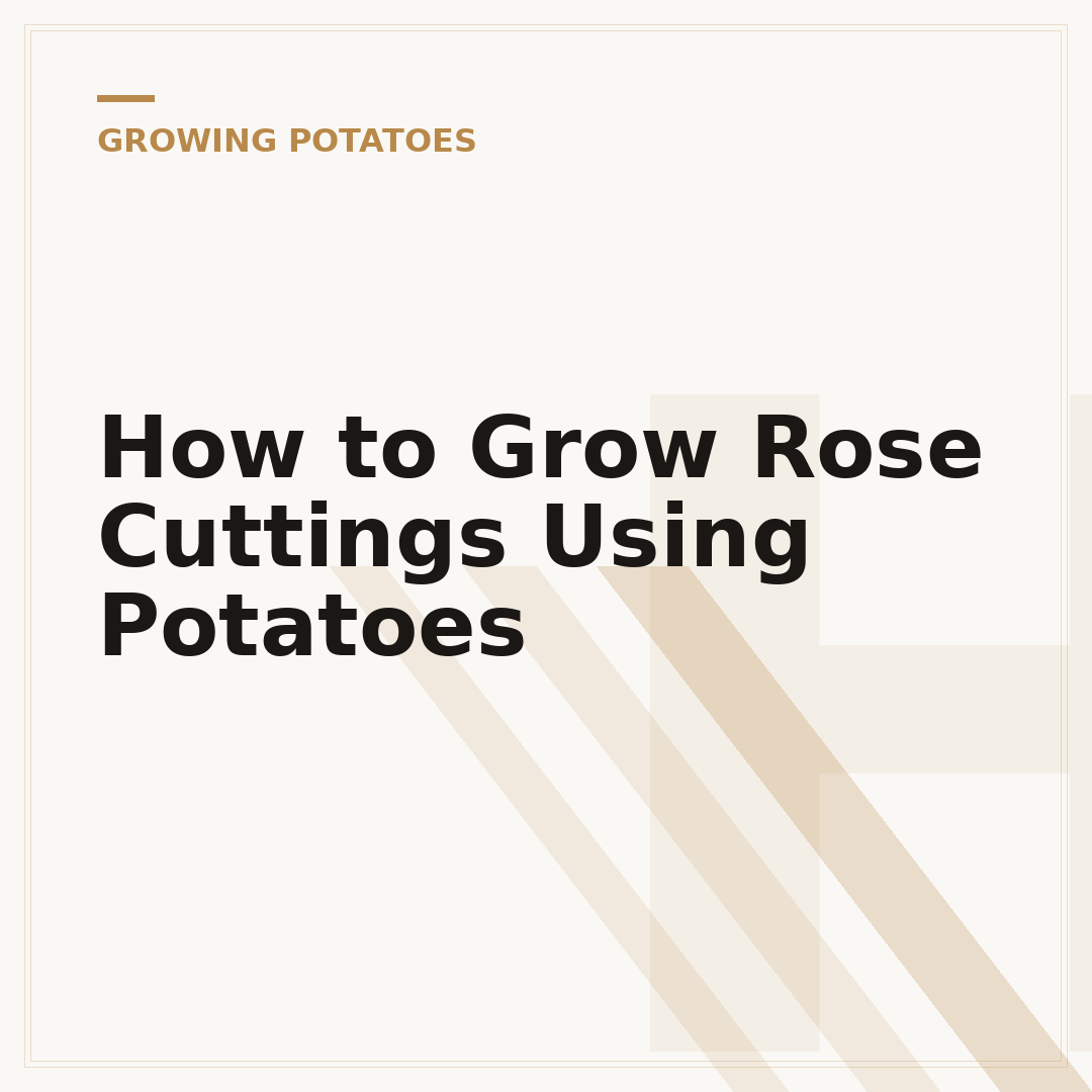 How to Grow Rose Cuttings Using Potatoes