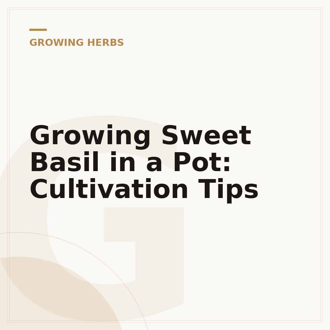 Growing Sweet Basil in a Pot: Cultivation Tips