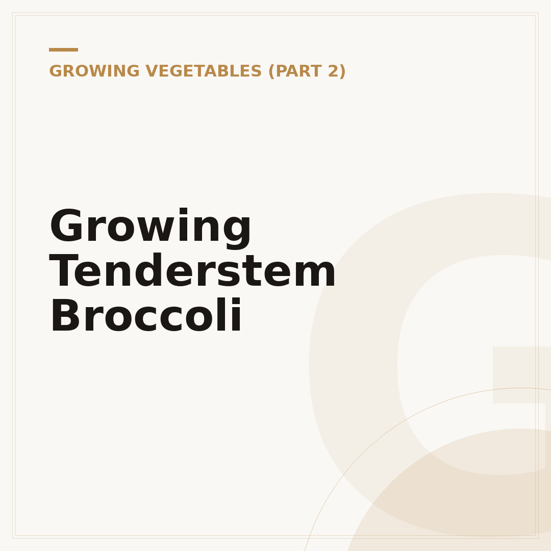 Growing Tenderstem Broccoli