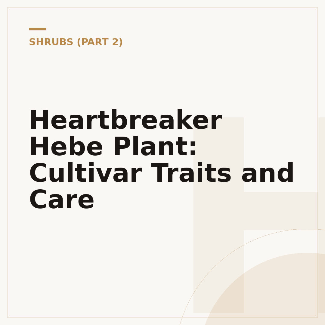 Heartbreaker Hebe Plant: Cultivar Traits and Care