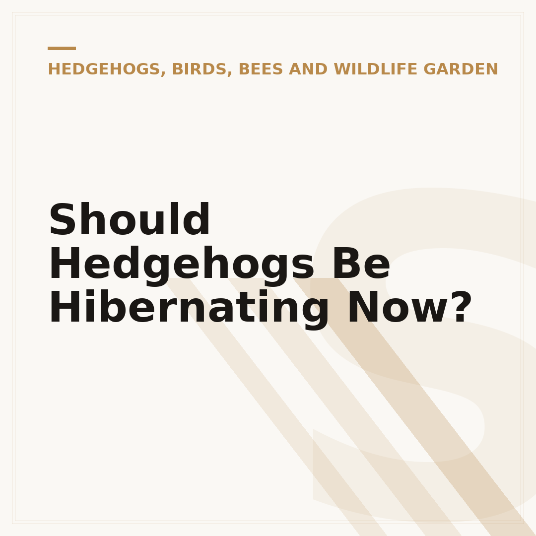 Should Hedgehogs Be Hibernating Now?