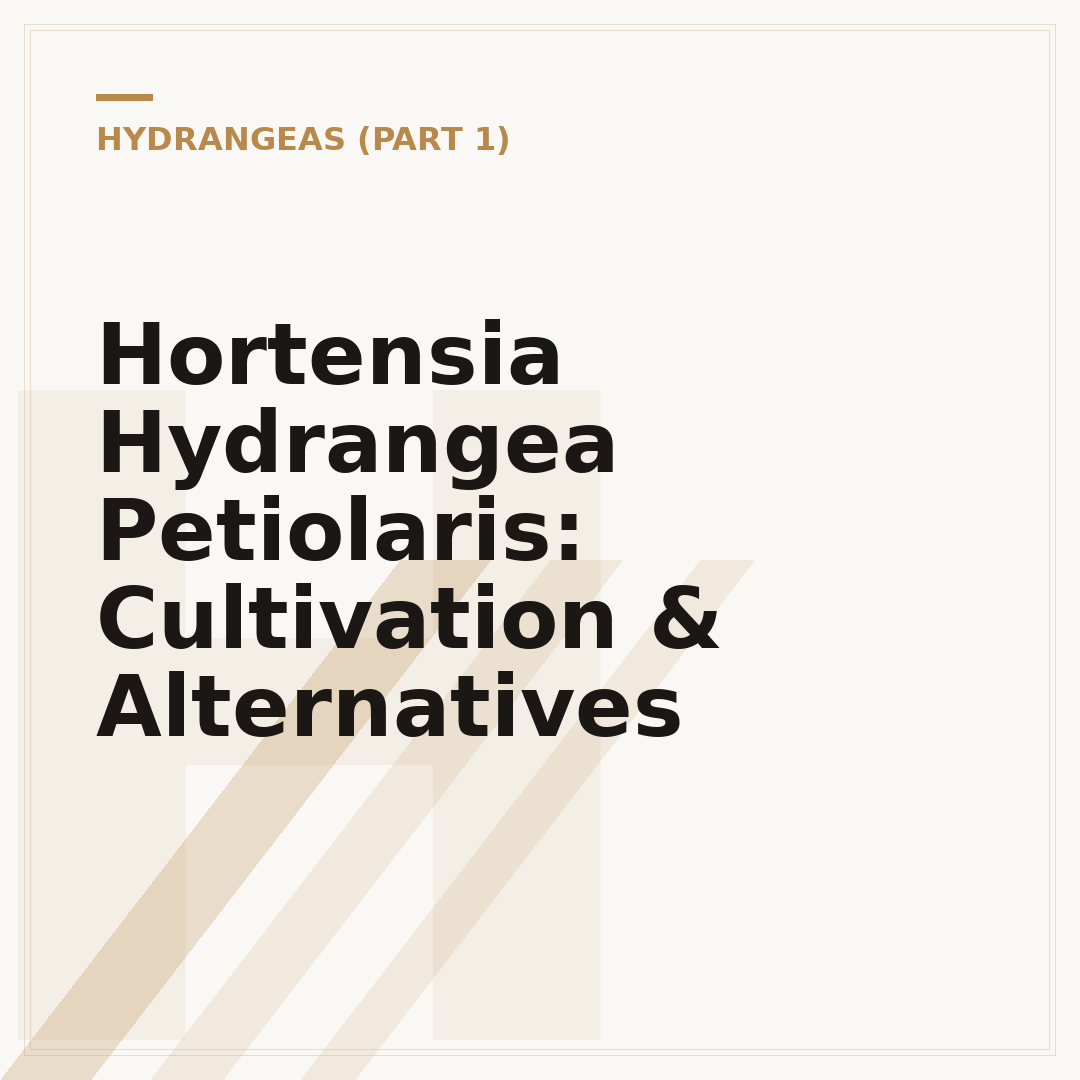 Hortensia Hydrangea Petiolaris: Cultivation & Alternatives