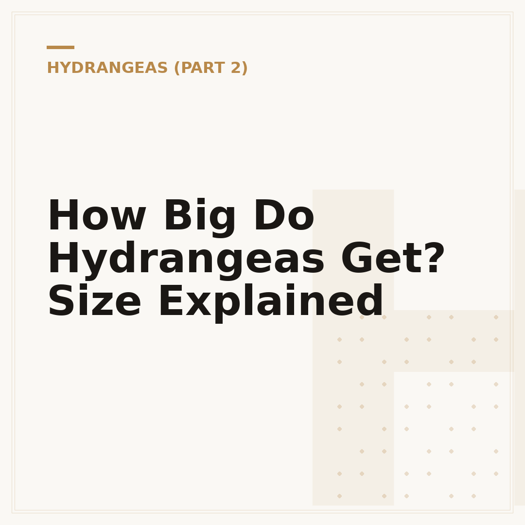 How Big Do Hydrangeas Get? Size Explained