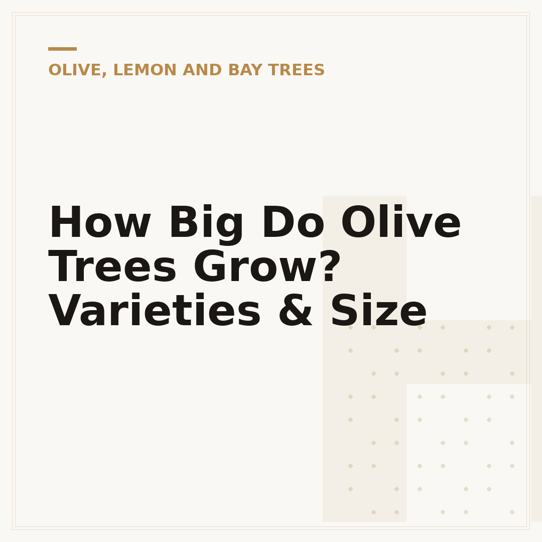 How Big Do Olive Trees Grow? Varieties & Size