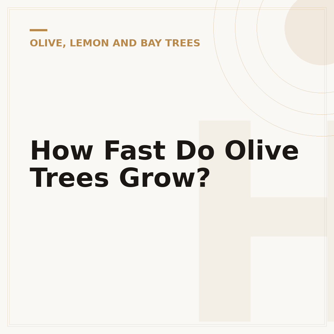 How Fast Do Olive Trees Grow?