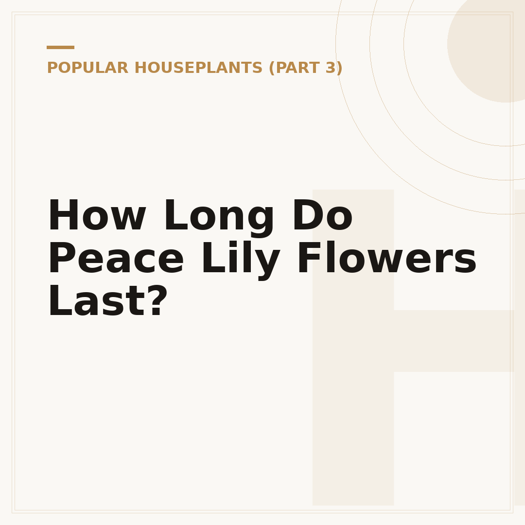 How Long Do Peace Lily Flowers Last?