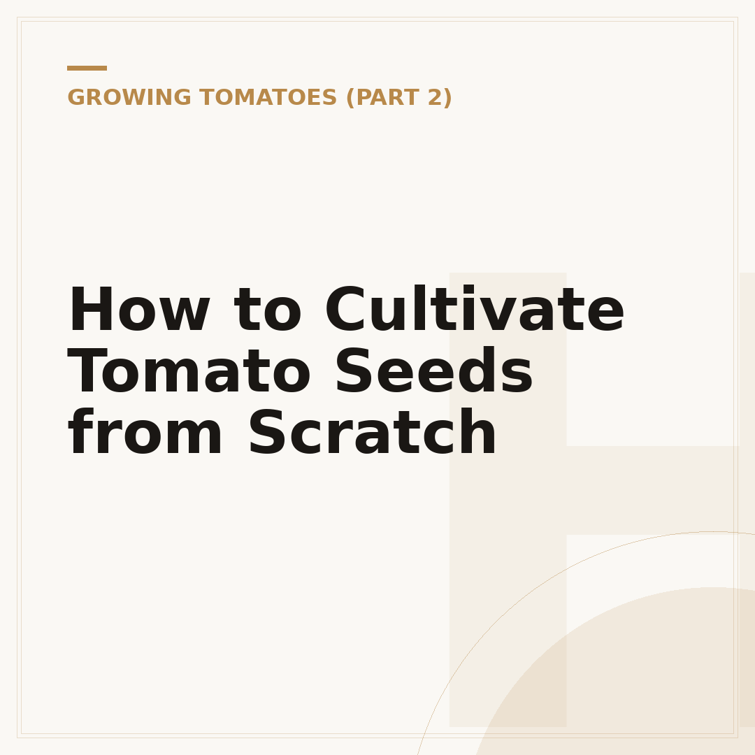 How to Cultivate Tomato Seeds from Scratch