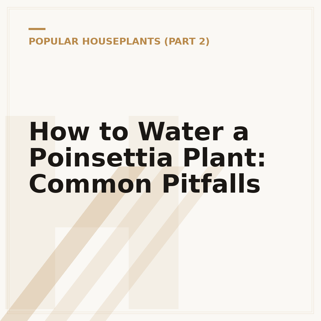 How to Water a Poinsettia Plant: Common Pitfalls