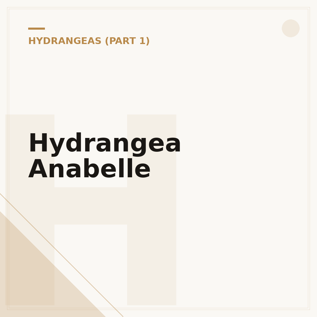 Hydrangea Anabelle