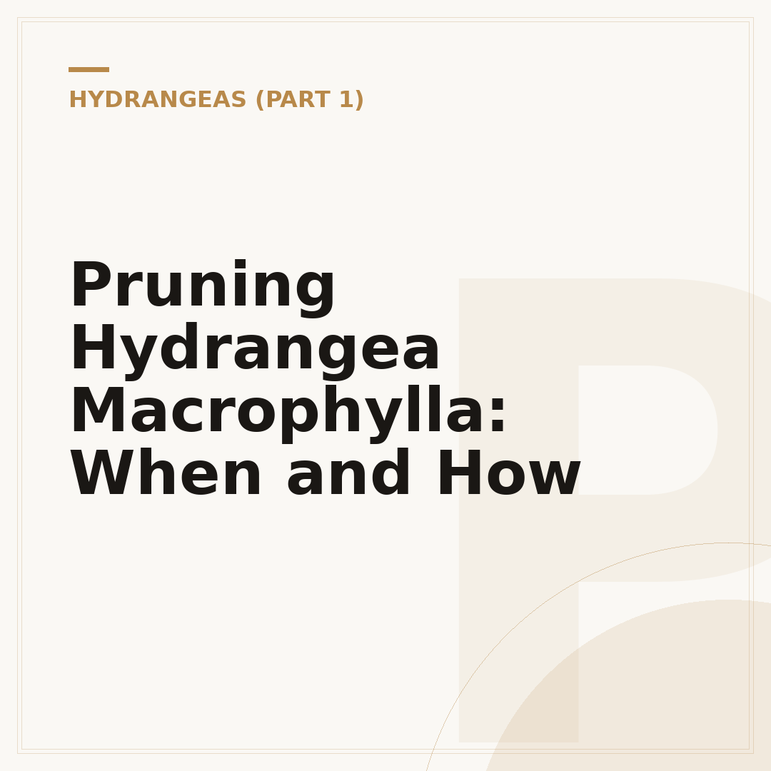 Pruning Hydrangea Macrophylla: When and How