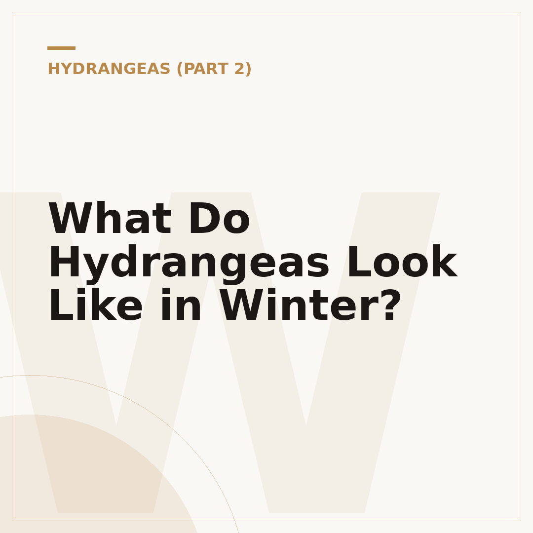 What Do Hydrangeas Look Like in Winter?