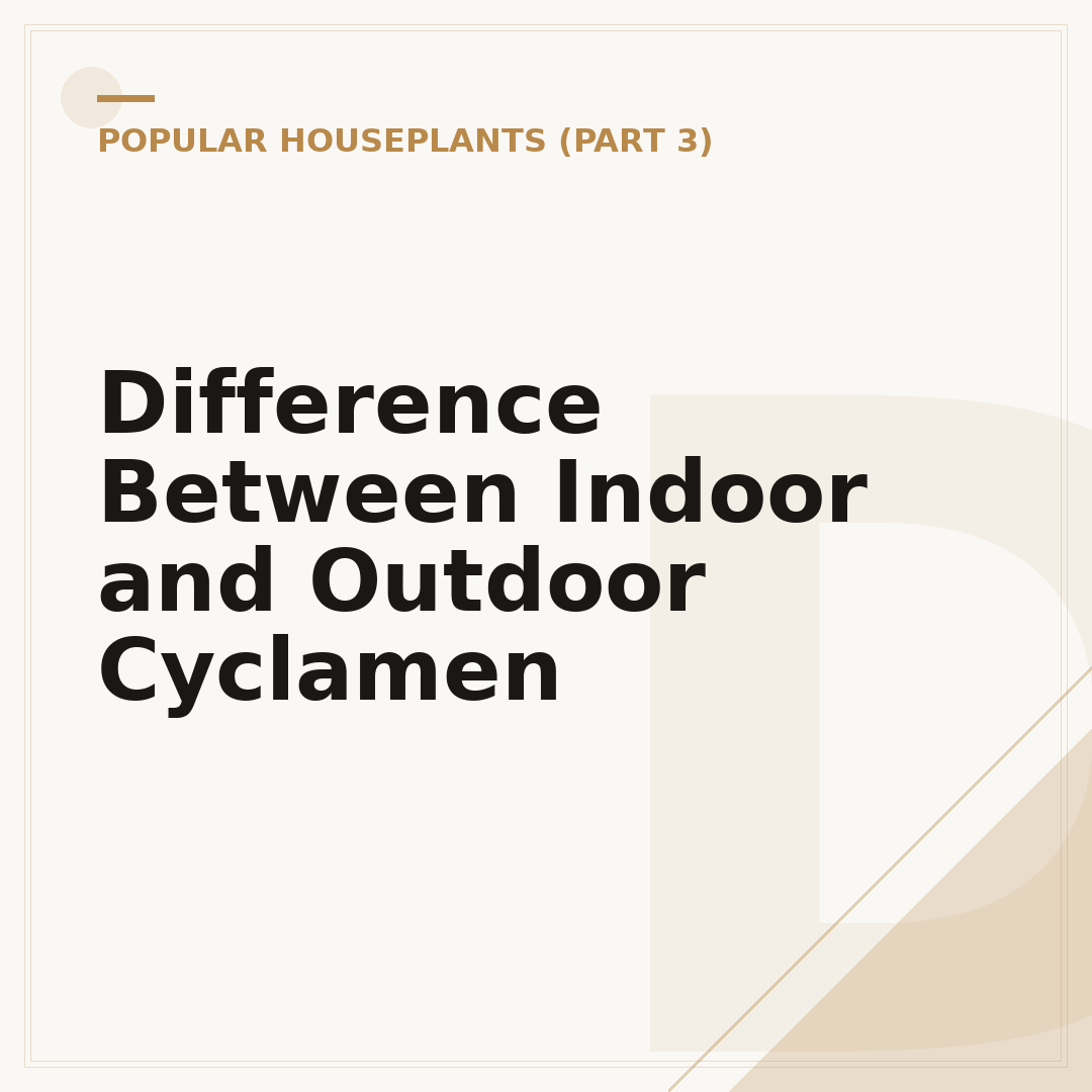 Difference Between Indoor and Outdoor Cyclamen