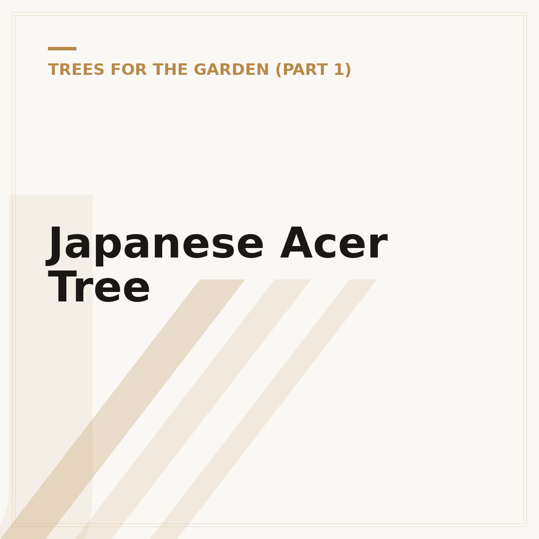 Japanese Acer Tree