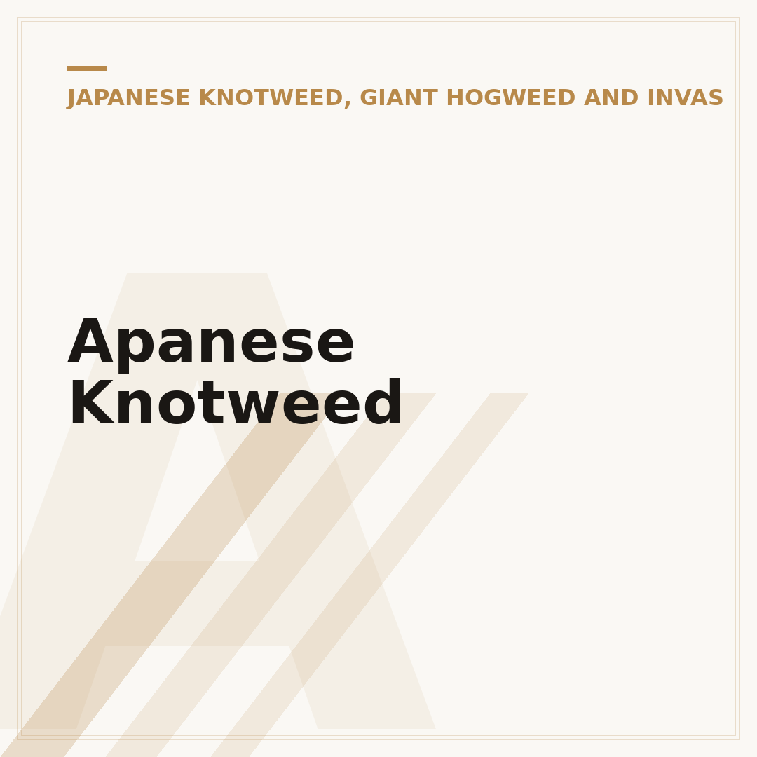 Apanese Knotweed