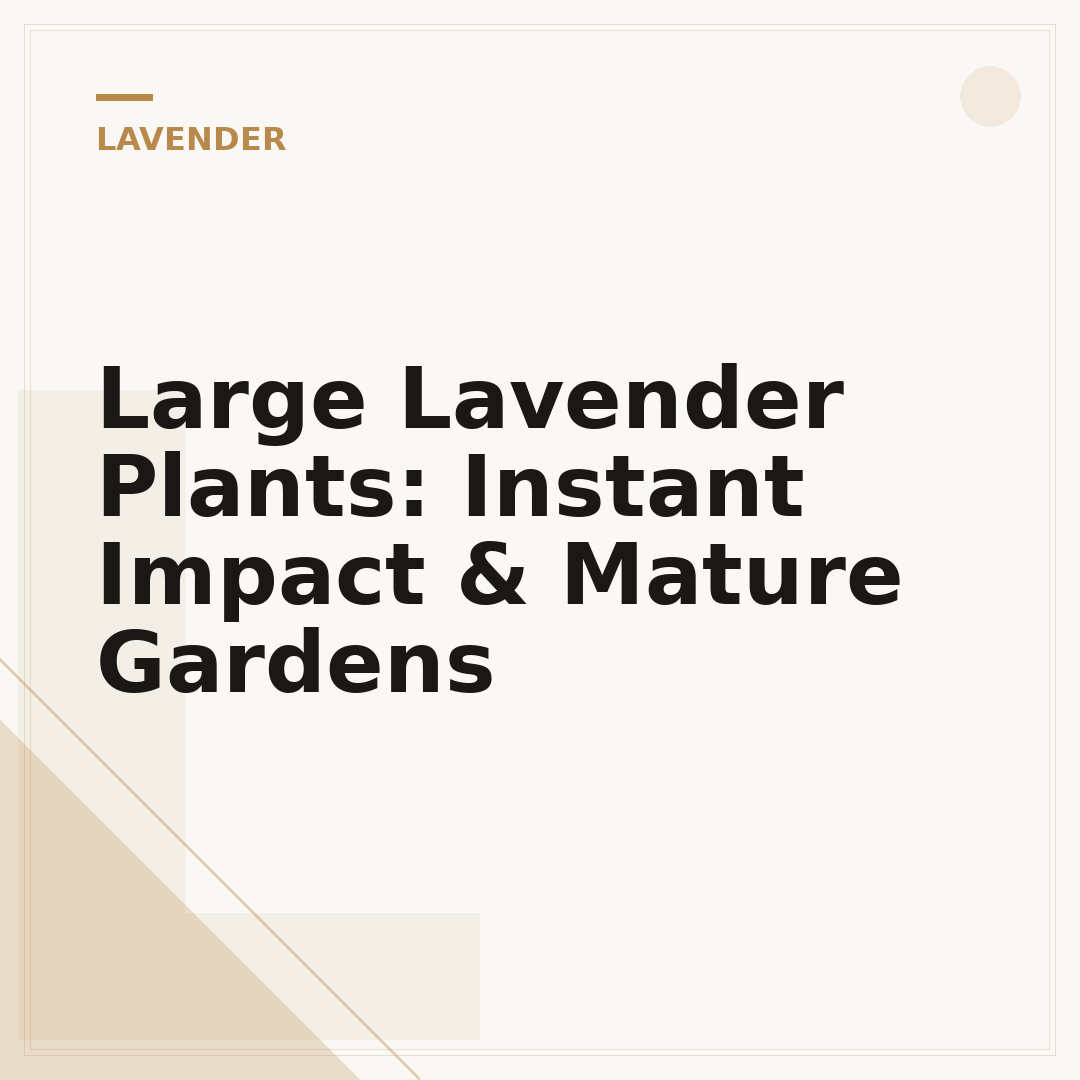 Large Lavender Plants: Instant Impact & Mature Gardens