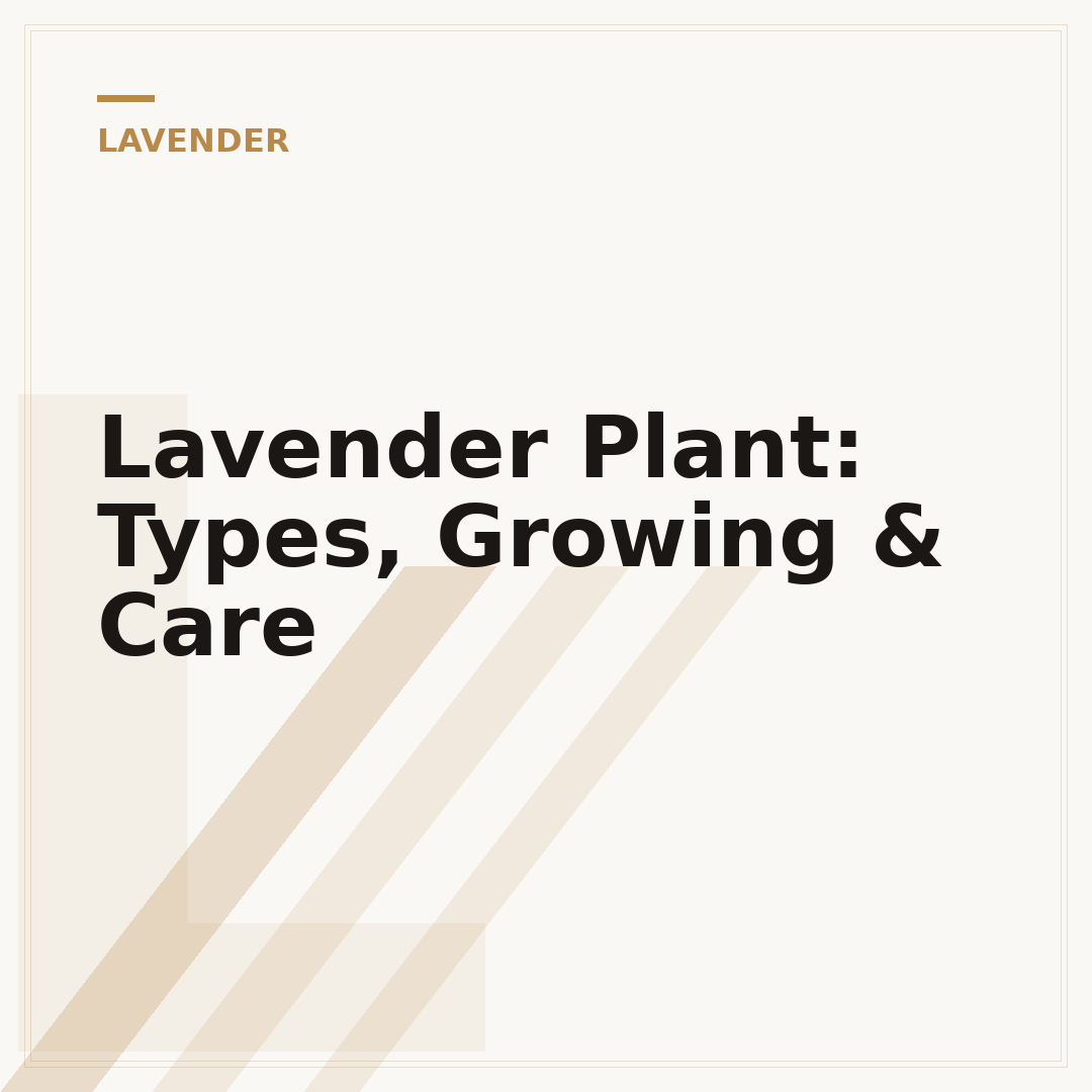 Lavender Plant: Types, Growing & Care