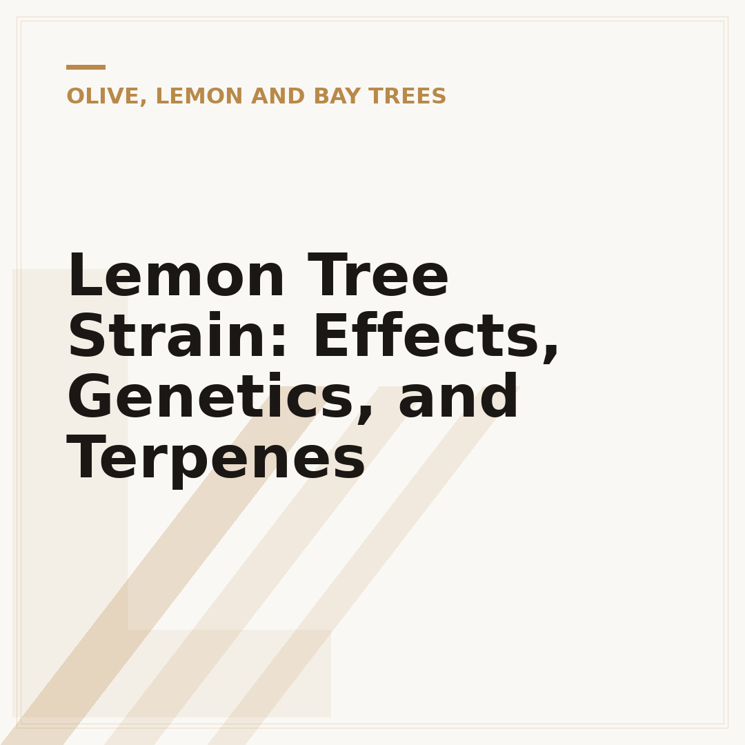 Lemon Tree Strain: Effects, Genetics, and Terpenes