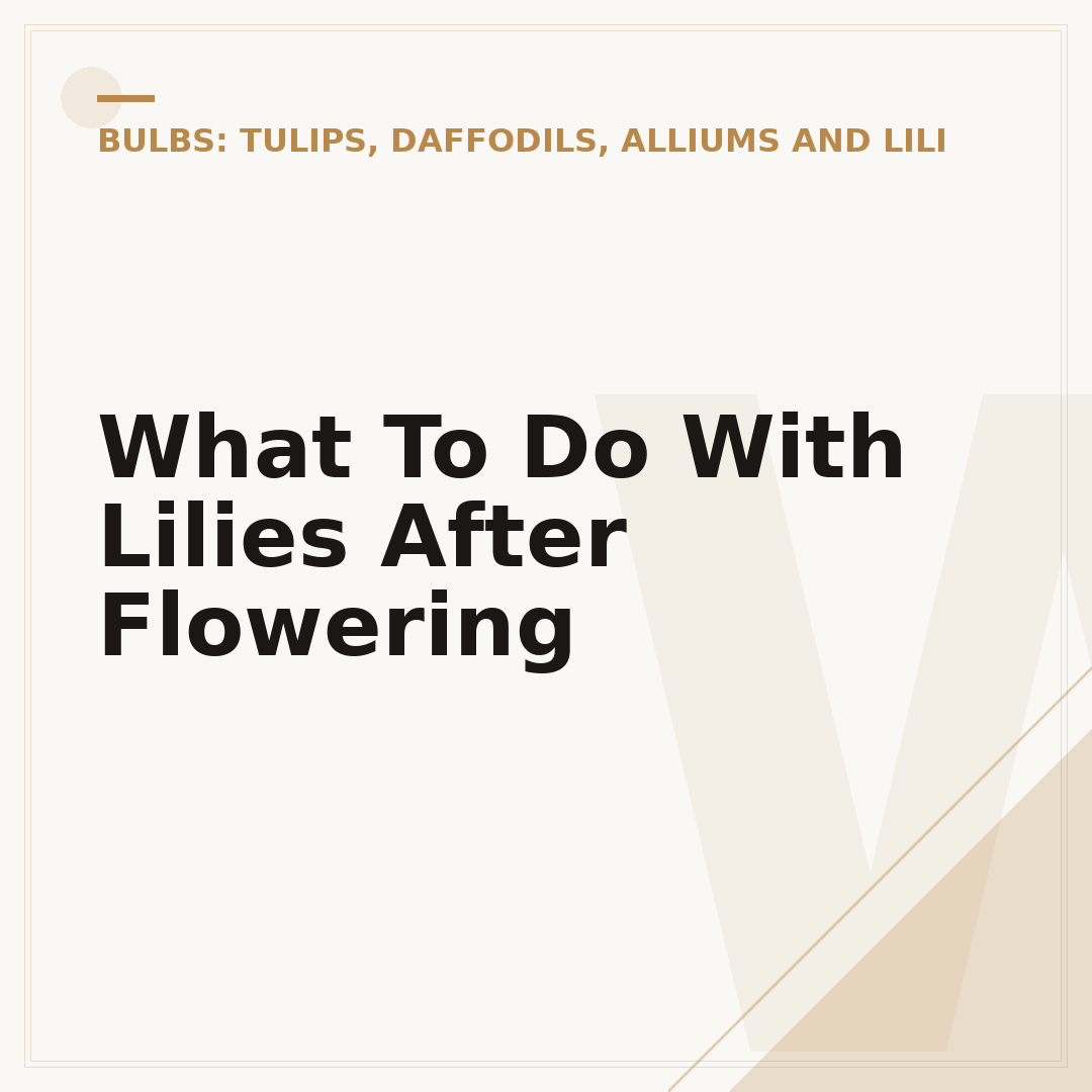 What To Do With Lilies After Flowering