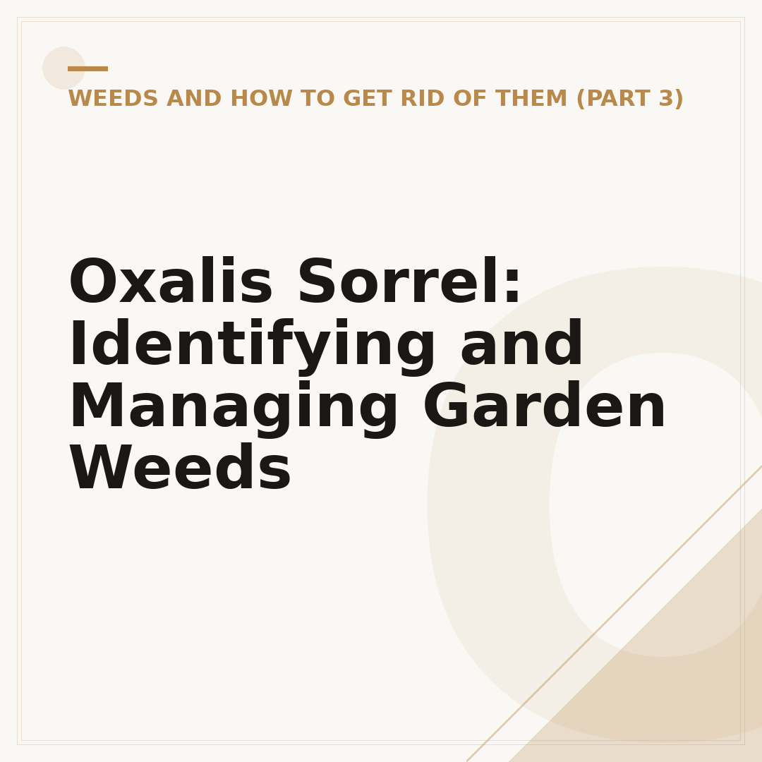 Oxalis Sorrel: Identifying and Managing Garden Weeds