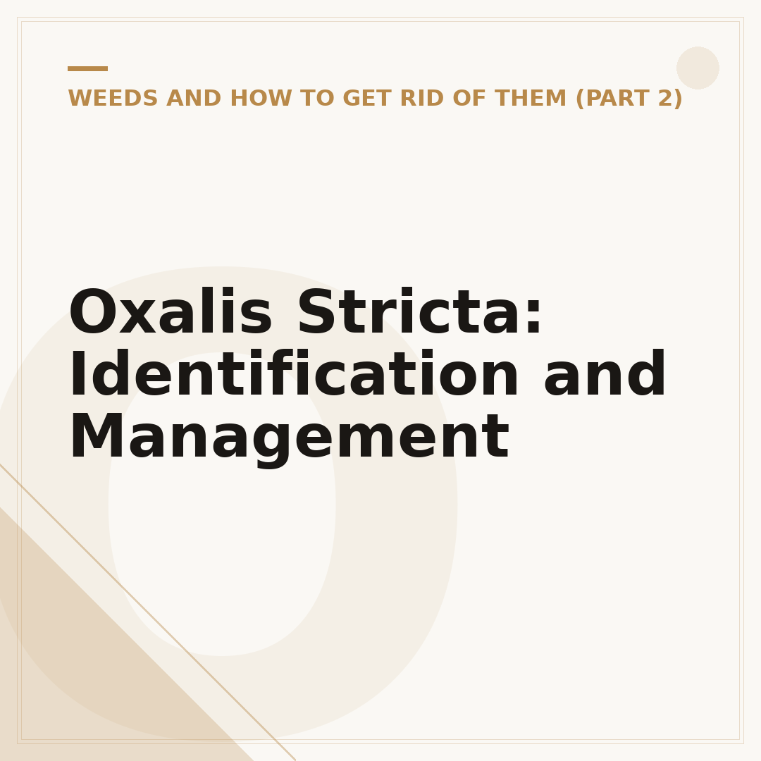 Oxalis Stricta: Identification and Management