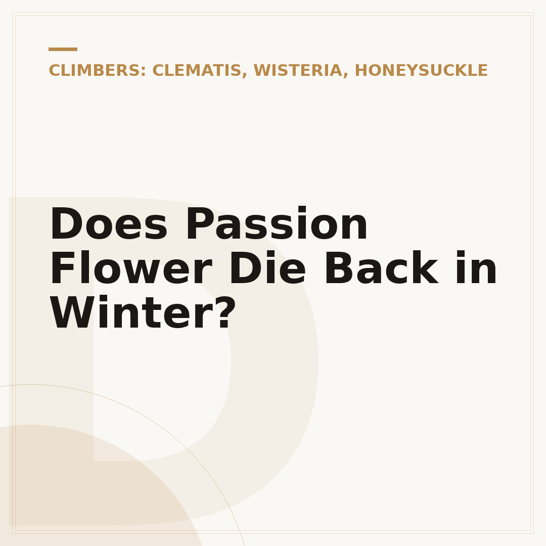 Does Passion Flower Die Back in Winter?