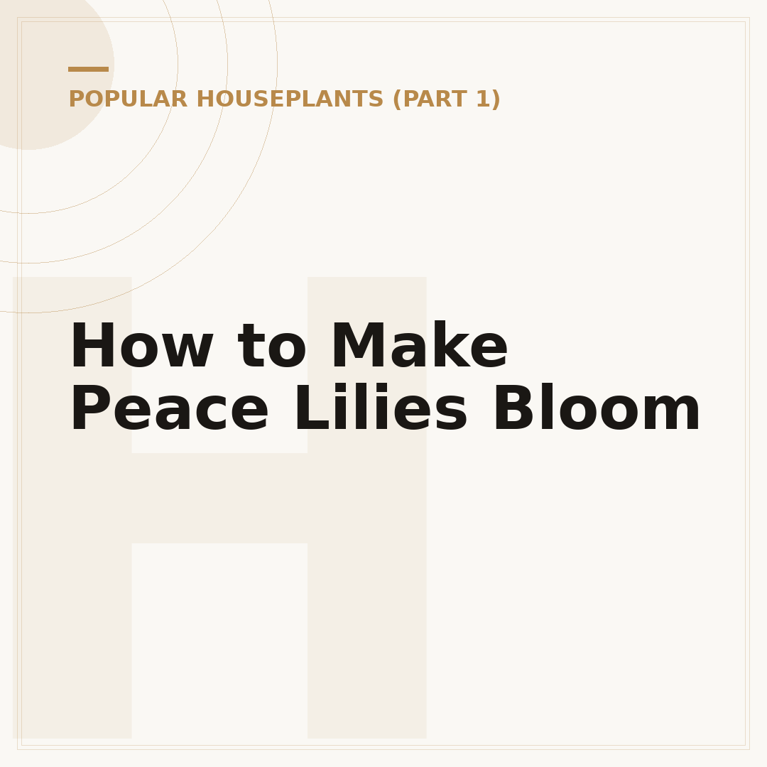 How to Make Peace Lilies Bloom