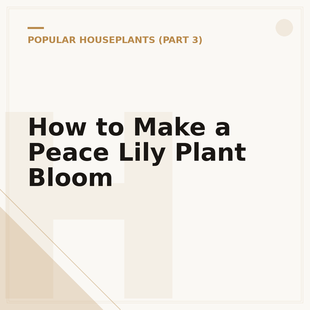 How to Make a Peace Lily Plant Bloom