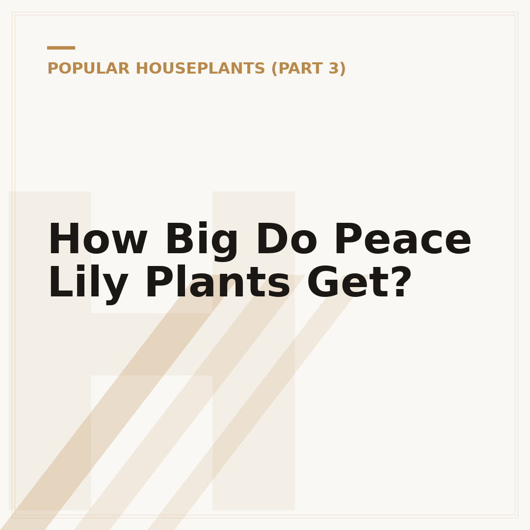How Big Do Peace Lily Plants Get?