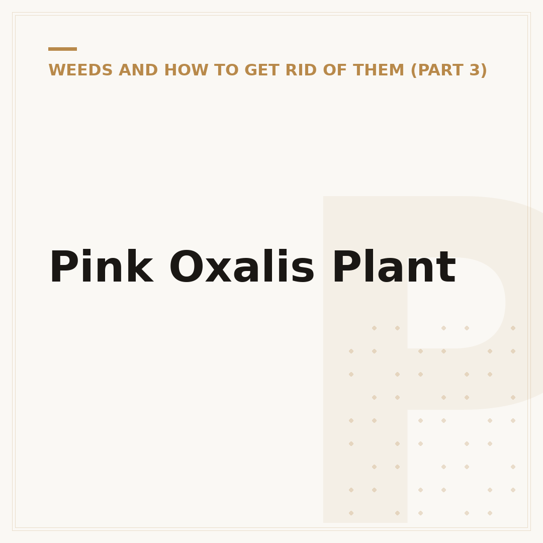 Pink Oxalis Plant