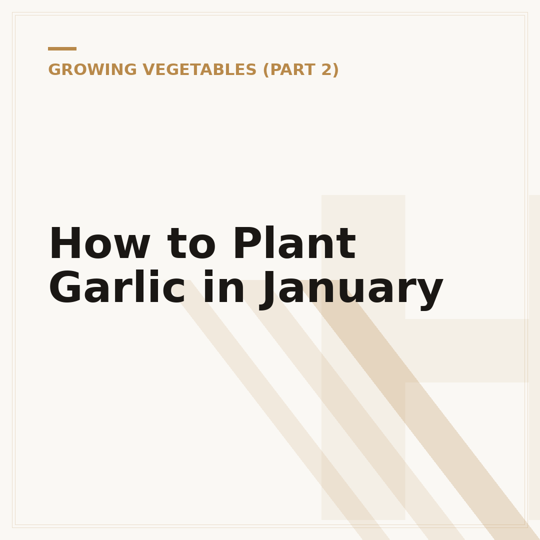 How to Plant Garlic in January