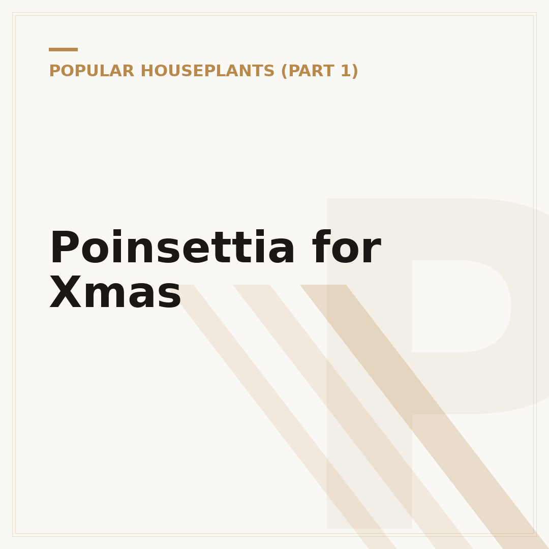 Poinsettia for Xmas