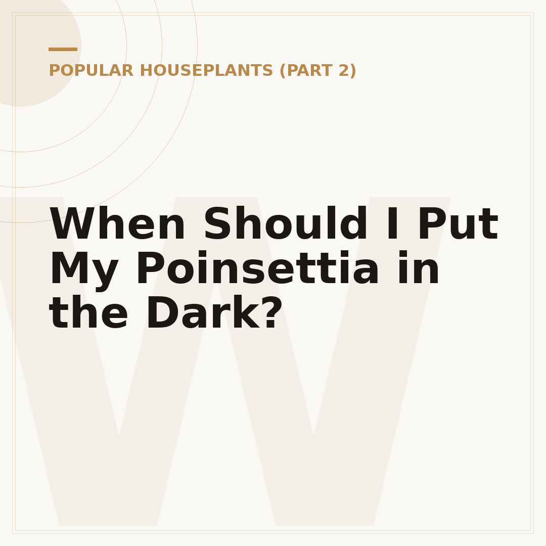 When Should I Put My Poinsettia in the Dark?