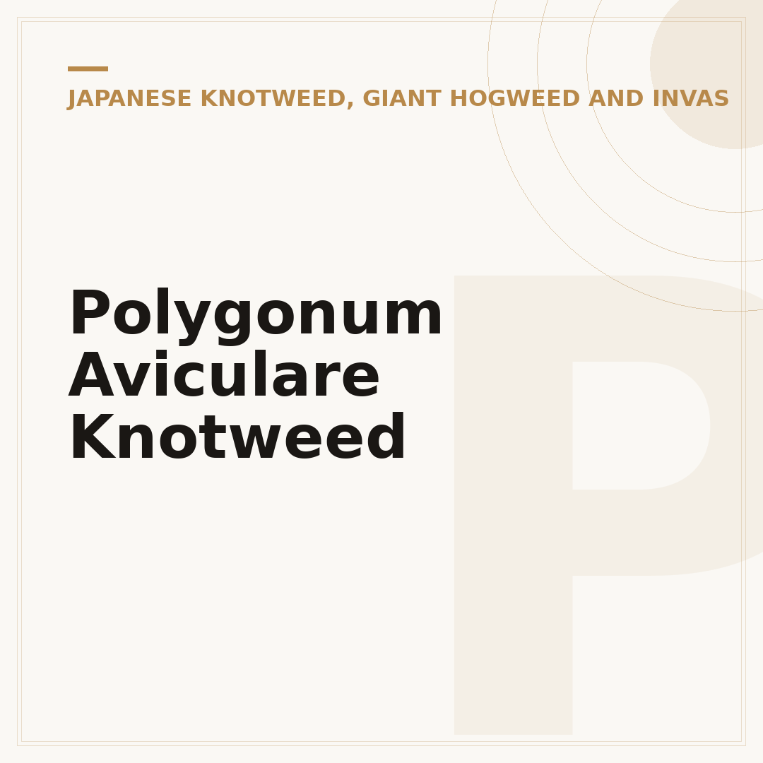 Polygonum Aviculare Knotweed