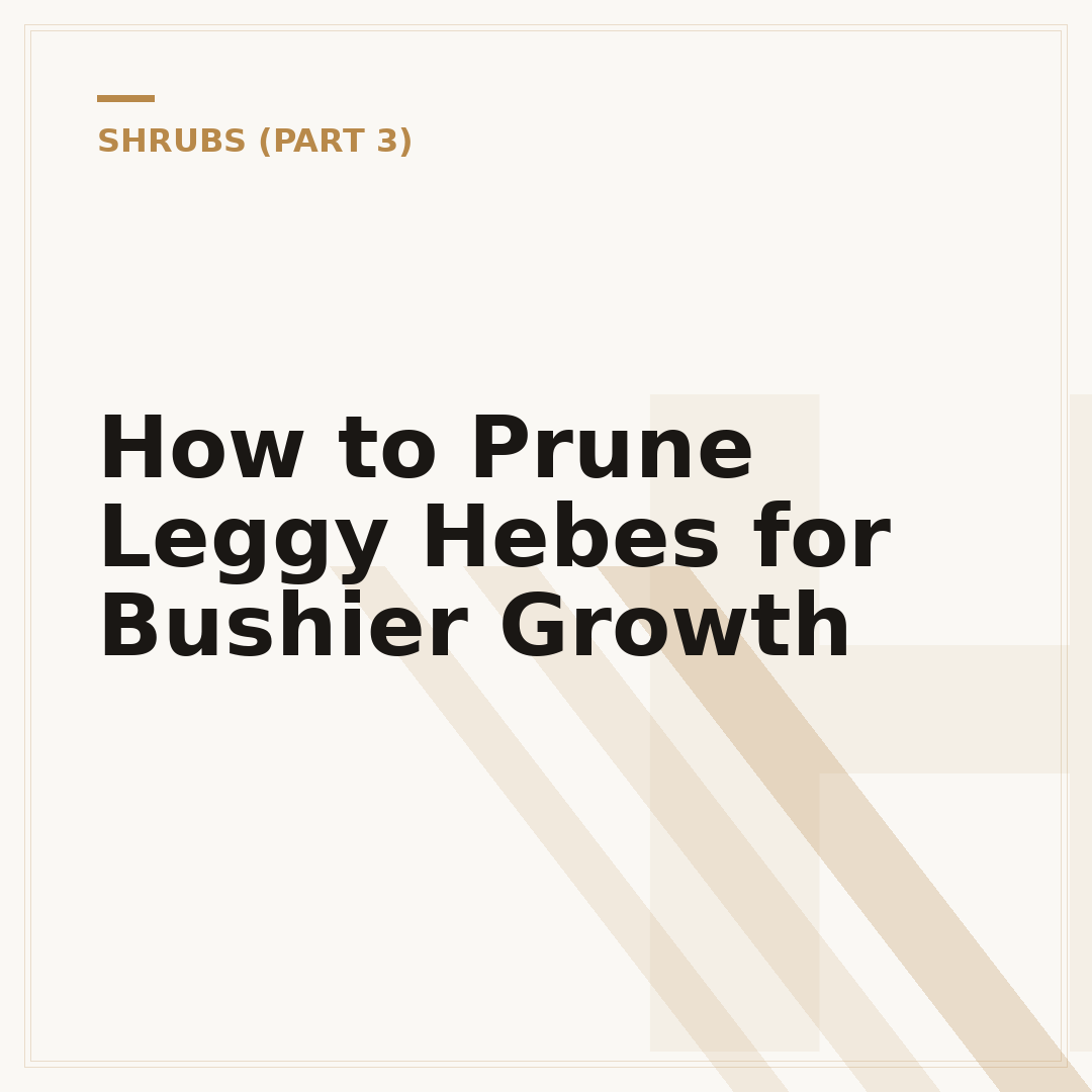 How to Prune Leggy Hebes for Bushier Growth