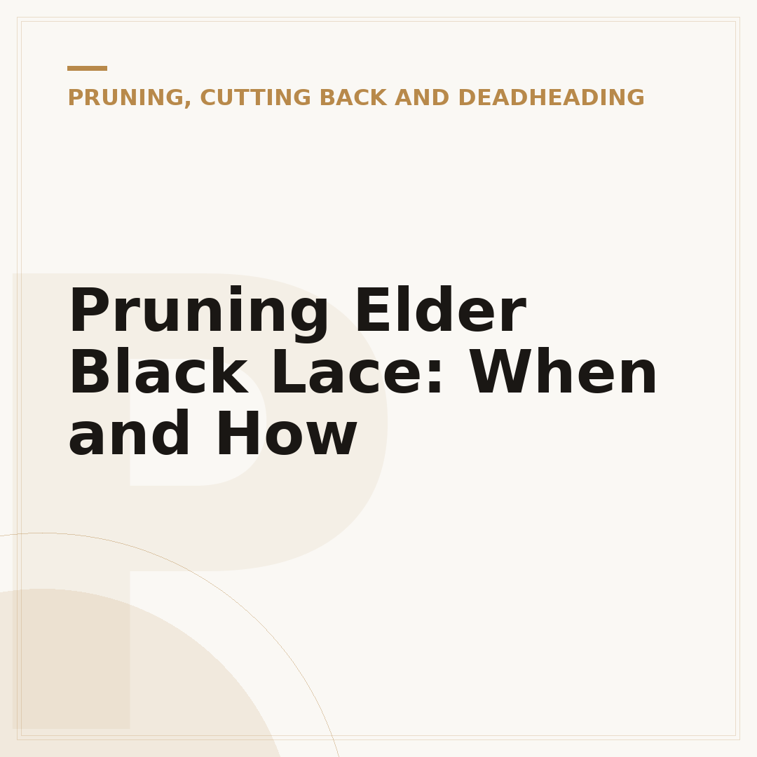 Pruning Elder Black Lace: When and How