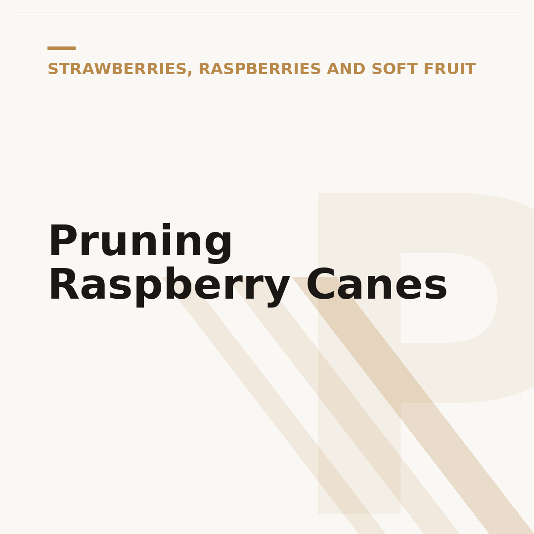 Pruning Raspberry Canes