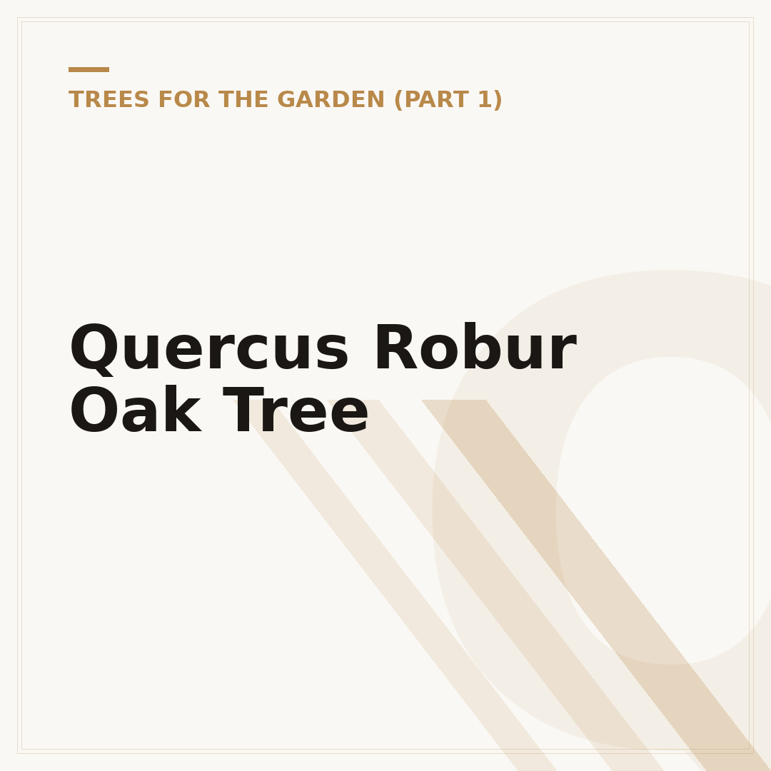 Quercus Robur Oak Tree