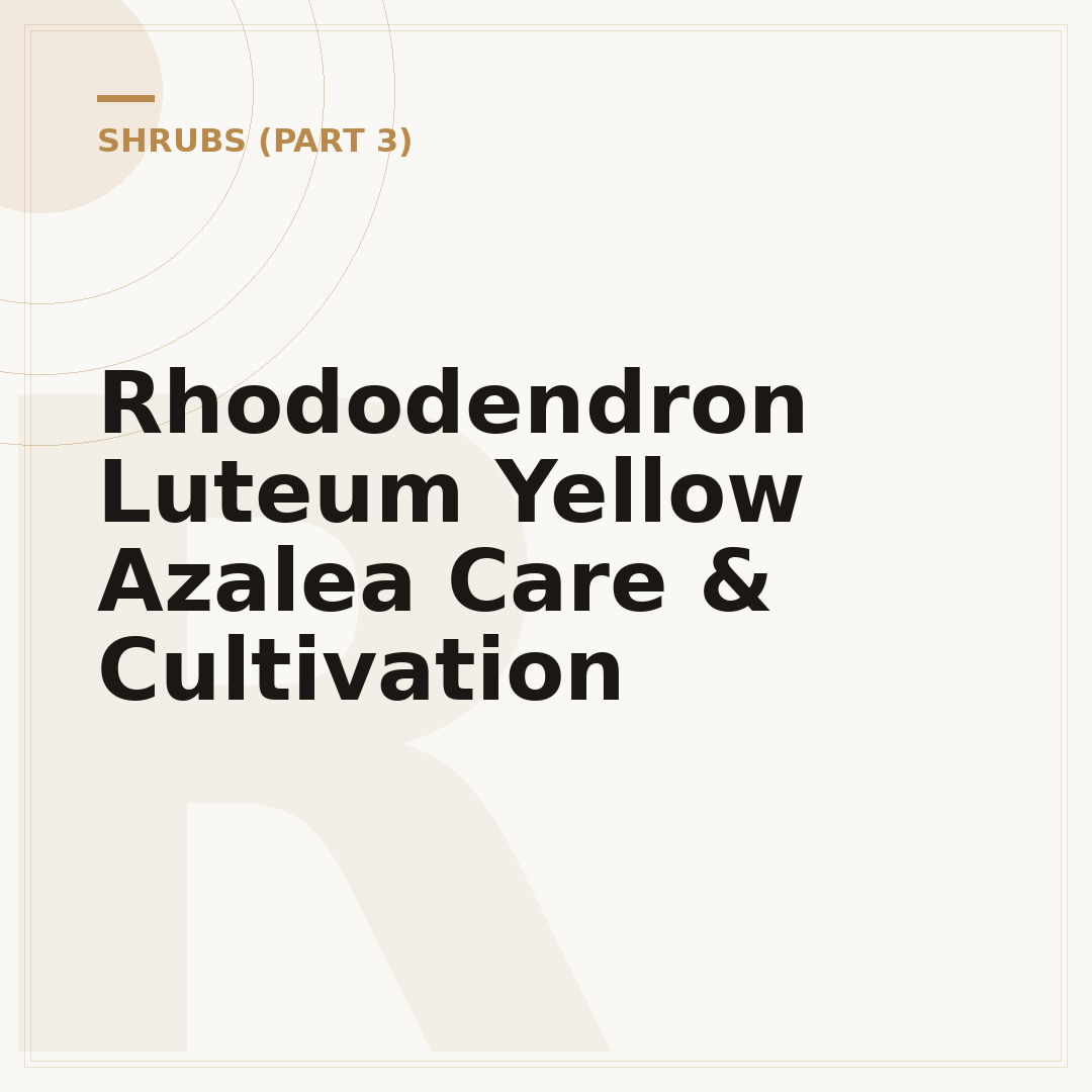 Rhododendron Luteum Yellow Azalea Care & Cultivation