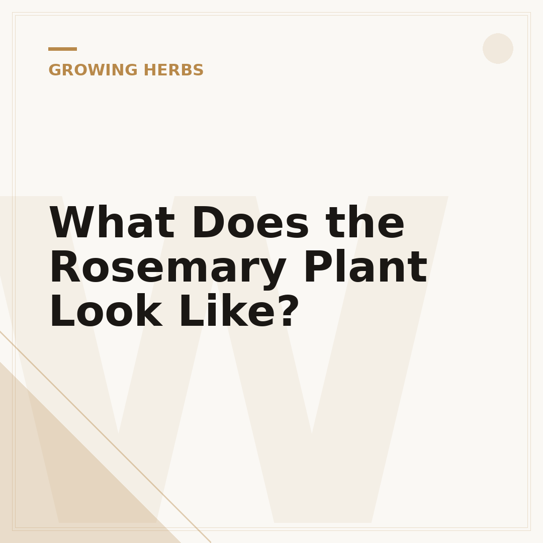 What Does the Rosemary Plant Look Like?