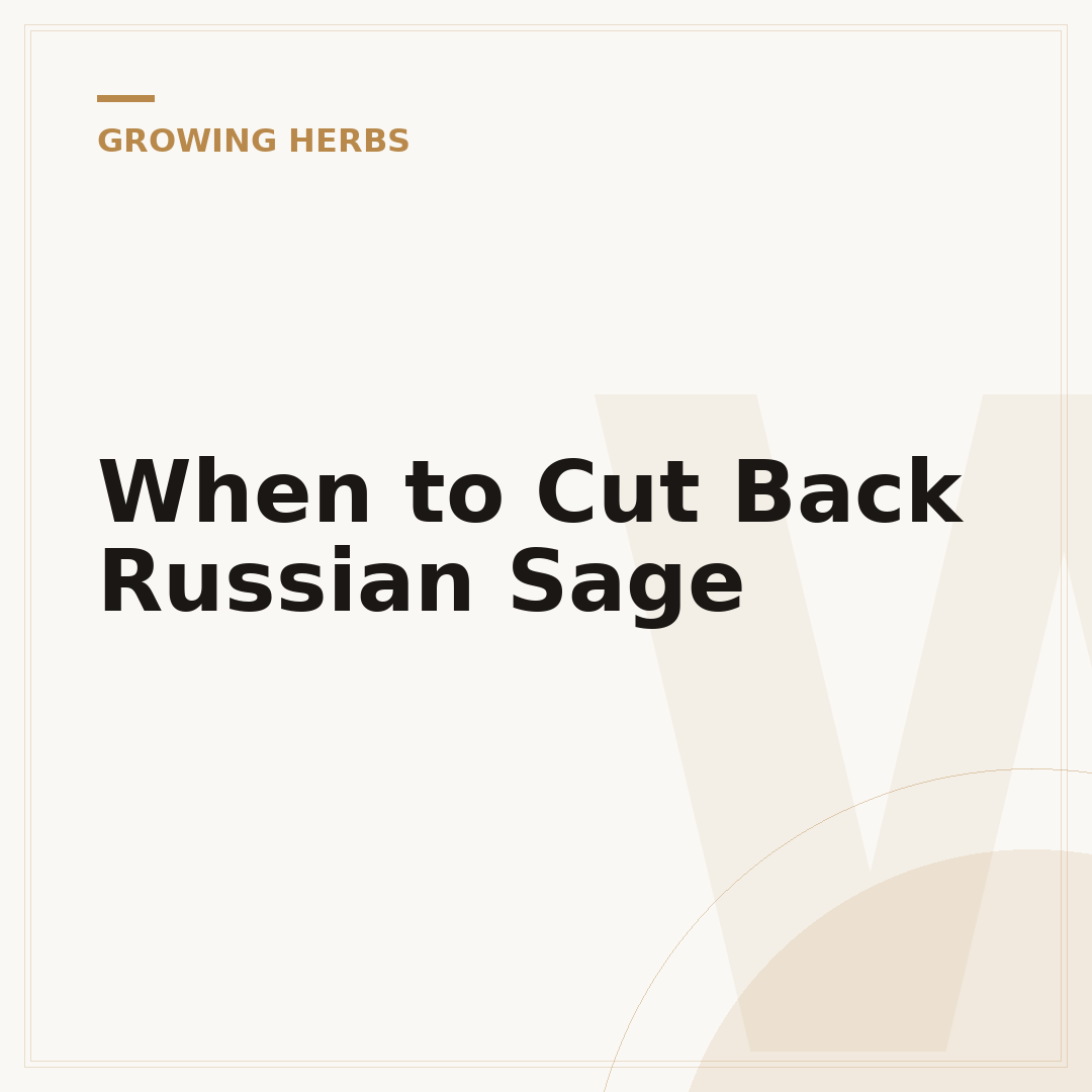 When to Cut Back Russian Sage