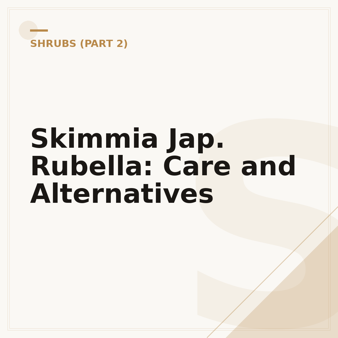 Skimmia Jap. Rubella: Care and Alternatives