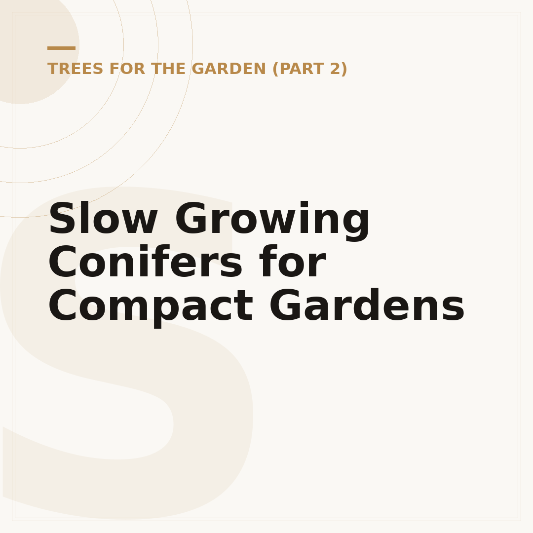 Slow Growing Conifers for Compact Gardens