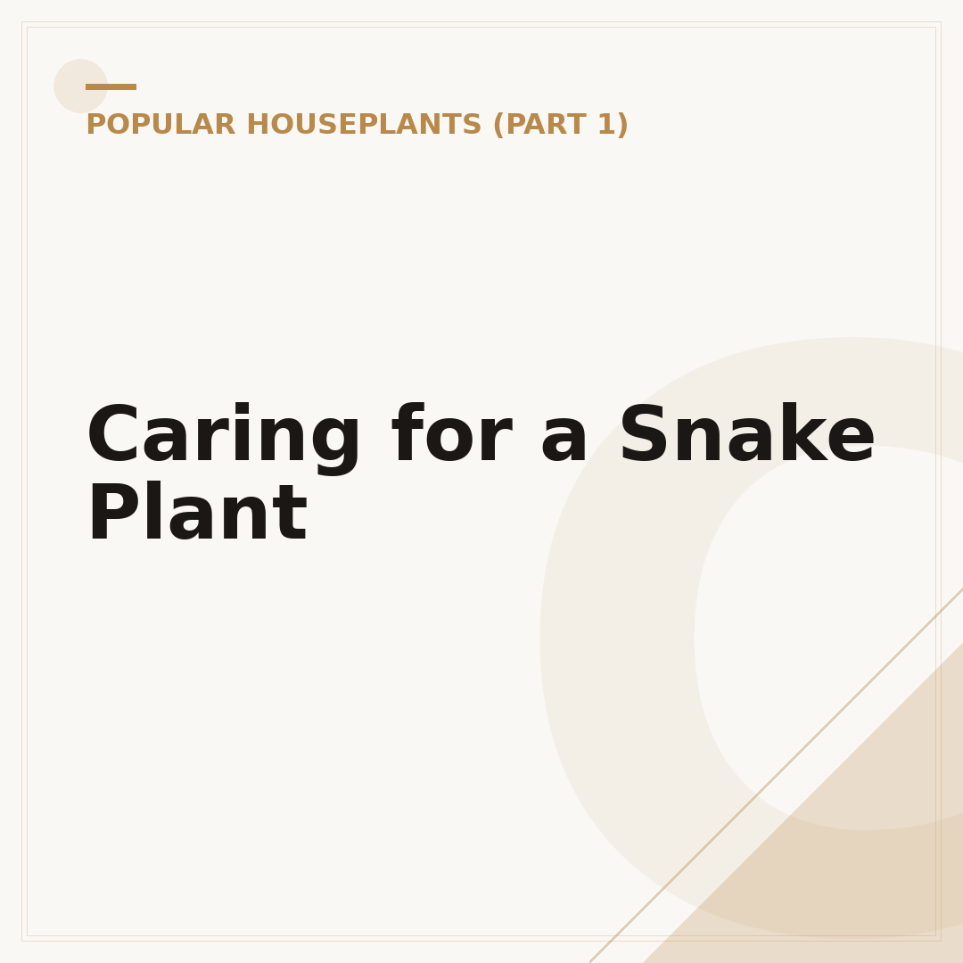 Caring for a Snake Plant