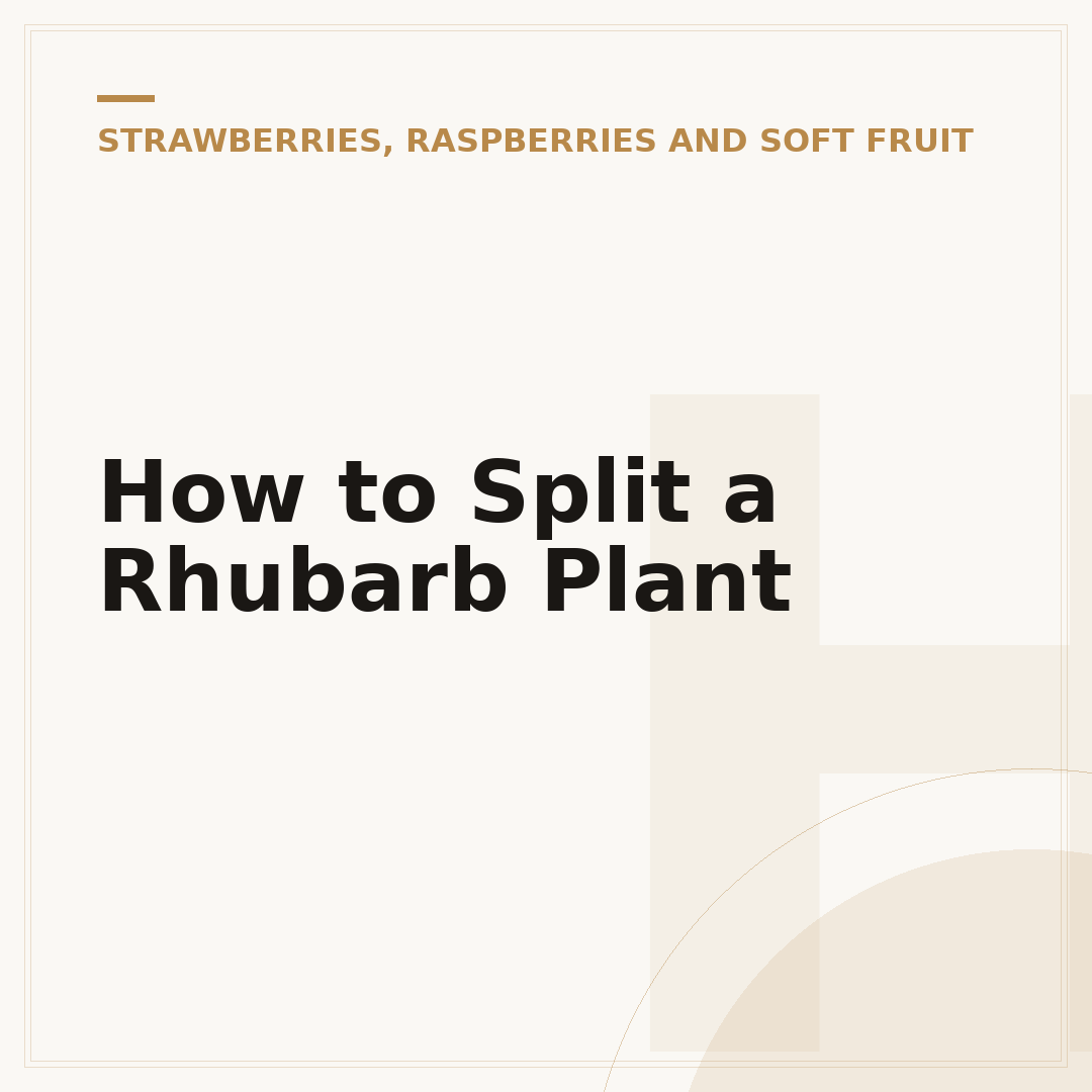 How to Split a Rhubarb Plant