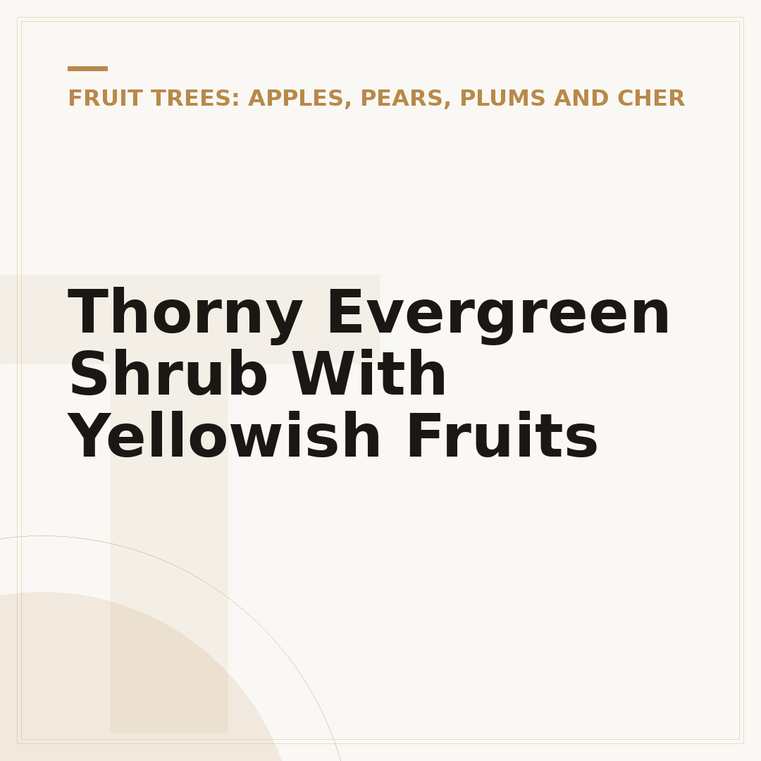 Thorny Evergreen Shrub With Yellowish Fruits