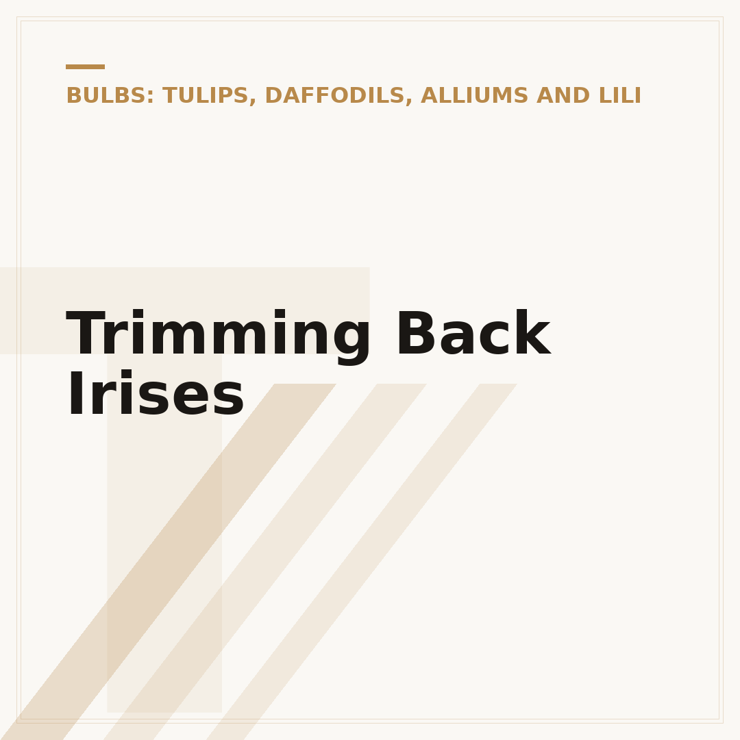 Trimming Back Irises
