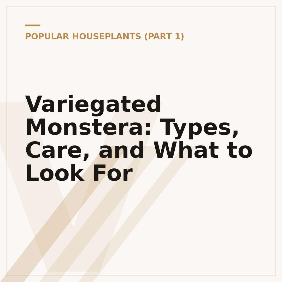 Variegated Monstera: Types, Care, and What to Look For