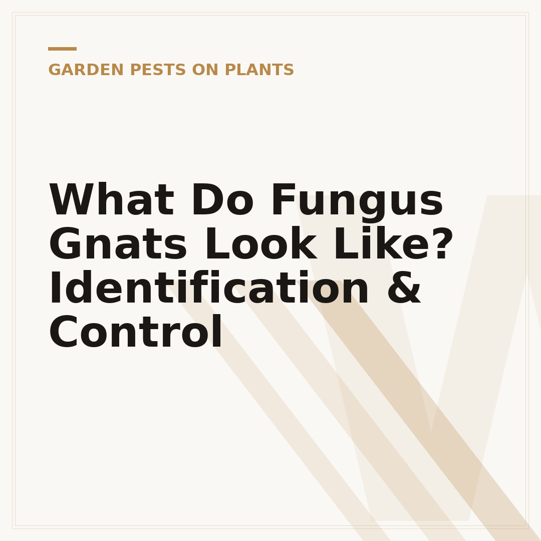 What Do Fungus Gnats Look Like? Identification & Control