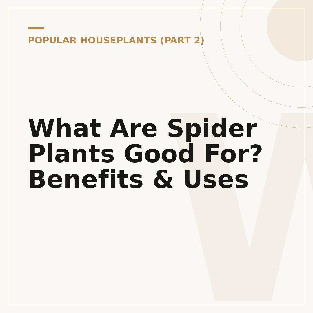 What Are Spider Plants Good For? Benefits & Uses